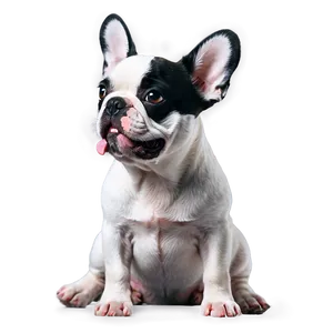 White French Bulldog Png Qnr28 PNG image