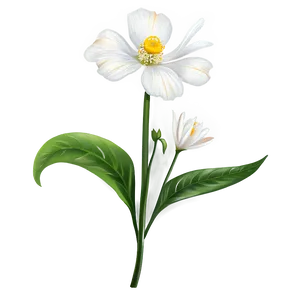 White Garden Flower PNG 05242024