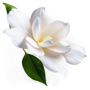 White Gardenia Flower Png 05242024 PNG image