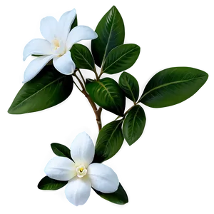 White Gardenia Flower PNG 05242024