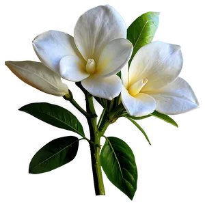 White Gardenia Flower Png Fet55 PNG image