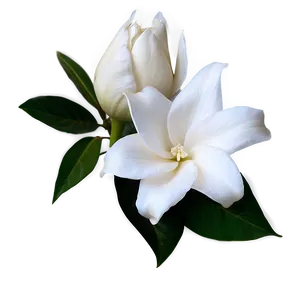 White Gardenia Flower Png Jjb21 PNG image