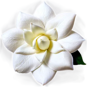 White Gardenias Flowers Png 05242024 PNG image