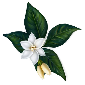 White Gardenias Flowers PNG 05242024 PNG
