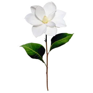 White Gardenias Flowers PNG Bgd98