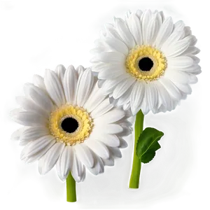 White Gerbera Flower PNG Tqt