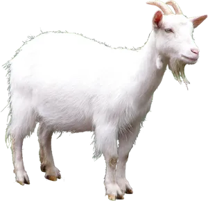 White Goat Black Background PNG image