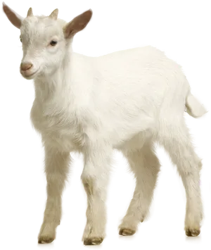 White Goat Kid Standing PNG image