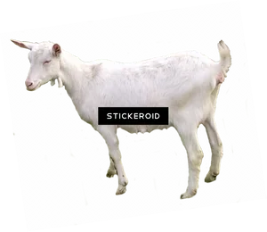 White Goat No Horns Cutout PNG