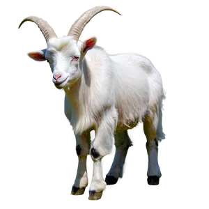 White Goat Png 21 PNG image