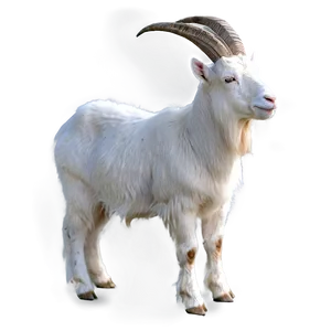 White Goat Png 24 PNG image