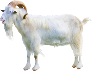 White Goat Profile Image PNG image