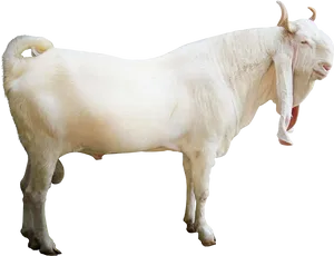 White Goat Standing Transparent Background.png PNG image