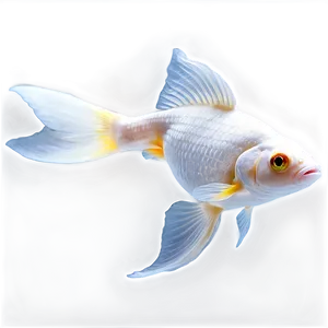 White Goldfish PNG Hiv42