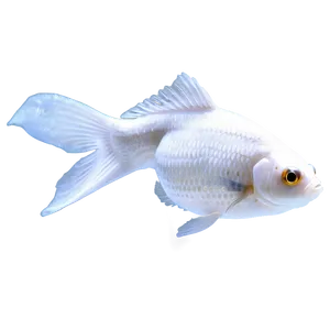 White Goldfish Png Rro PNG image