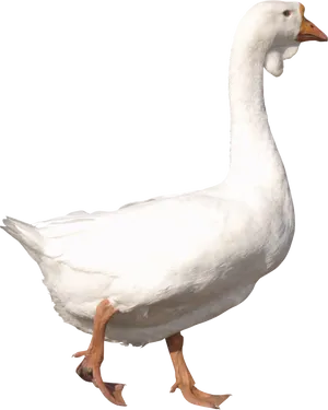 White Goose Standing Transparent Background.png PNG image