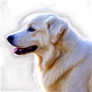 White Great Pyrenees Portrait PNG Gnc PNG