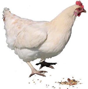 White Hen Standing Transparent Background.png PNG image
