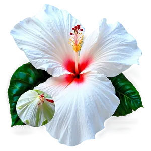 White Hibiscus Flower Png 11 PNG image