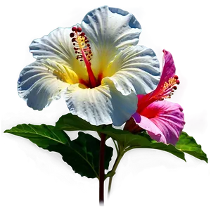 White Hibiscus Flower Png Mke90 PNG image