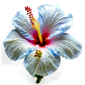 White Hibiscus Flower Png Wbp93 PNG image