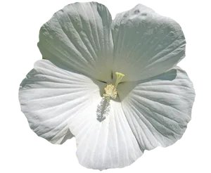 White Hibiscus Flower Transparent Background