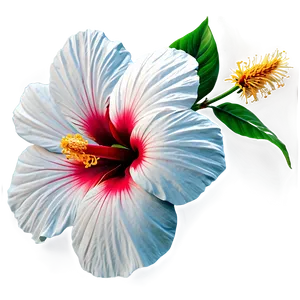 White Hibiscus PNG 28
