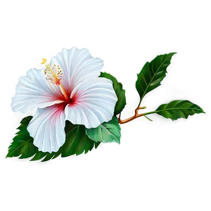 White Hibiscus PNG 47