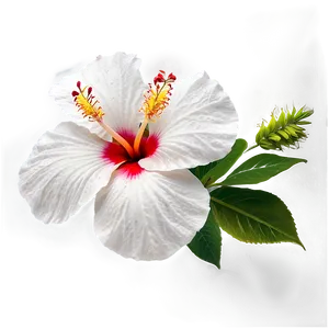 White Hibiscus PNG 9
