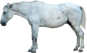 White Horse Profile Isolated PNG image