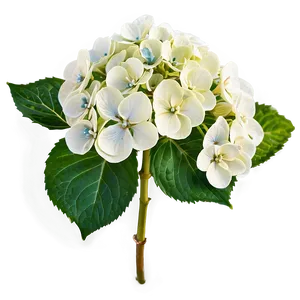 White Hydrangea Flower PNG 80