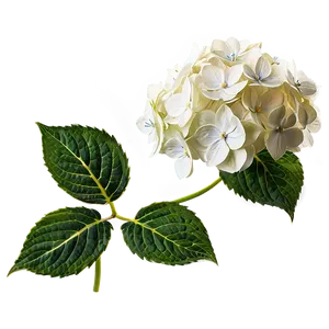 White Hydrangea Flower PNG 97