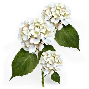 White Hydrangea Flower PNG Aob38