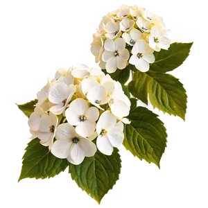 White Hydrangea Flower PNG Niv92