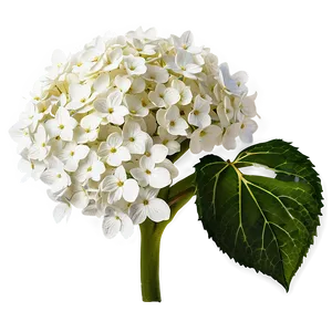 White Hydrangea Png 05242024 PNG image
