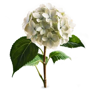 White Hydrangea Png 39 PNG image