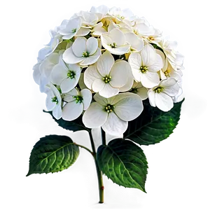 White Hydrangea Png 73 PNG image