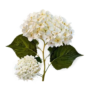 White Hydrangeas Flowers PNG 05242024 PNG