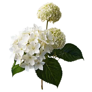 White Hydrangeas Flowers PNG 5 PNG