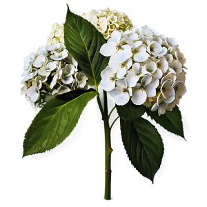 White Hydrangeas Flowers Png 97 PNG image