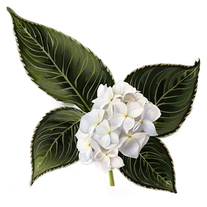 White Hydrangeas Flowers Png Sei75 PNG image