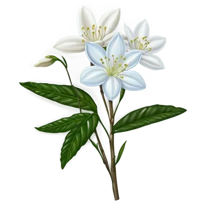 White Jasmine Flower PNG 05242024