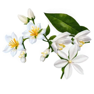 White Jasmine Flower Png Jlm PNG image