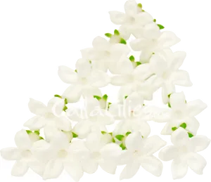 White Jasmine Flowers Arrangement PNG image