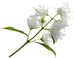 White Jasmine Flowers Black Background PNG image