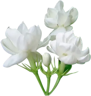 White Jasmine Flowers Isolated Background PNG image