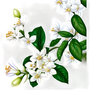 White Jasmine Flowers Png 44 PNG image