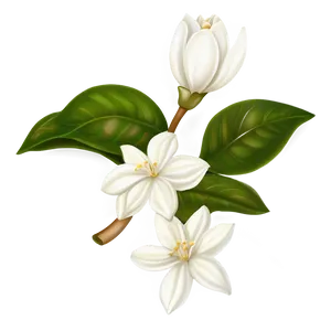 White Jasmine Flowers PNG 6