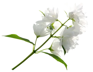 White Jasmine Flowers Transparent Background PNG image