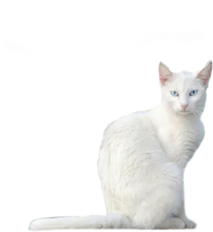 White Kitten Blue Eyes PNG image